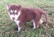 Siberian Husky Puppies for sale in Brisbane, CA, USA. price: NA