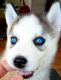 Siberian Husky Puppies for sale in Midland, TX, USA. price: NA