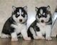 Siberian Husky Puppies for sale in Deal Island, MD 21821, USA. price: $290