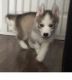 Siberian Husky Puppies for sale in Deal Island, MD 21821, USA. price: NA