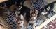 Siberian Husky Puppies for sale in Deal Island, MD 21821, USA. price: $270