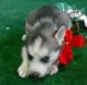Siberian Husky Puppies for sale in Cedar Rapids, IA, USA. price: NA