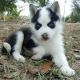 Siberian Husky Puppies for sale in Altheimer, AR 72004, USA. price: NA
