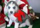 Siberian Husky Puppies for sale in Cedar Rapids, IA, USA. price: NA