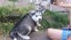 Siberian Husky Puppies for sale in Cape Coral, FL, USA. price: NA