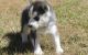 Siberian Husky Puppies for sale in Stevinson, CA 95374, USA. price: NA