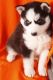 Siberian Husky Puppies for sale in Ahsahka, ID 83520, USA. price: NA