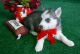 Siberian Husky Puppies for sale in Ahsahka, ID 83520, USA. price: NA
