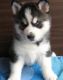 Siberian Husky Puppies for sale in Long Beach, CA, USA. price: $100
