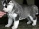 Siberian Husky Puppies for sale in Pompano Beach, FL, USA. price: NA