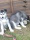 Siberian Husky Puppies for sale in Spokane, WA, USA. price: NA