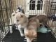 Siberian Husky Puppies for sale in Minersville, UT 84752, USA. price: NA