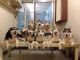 Siberian Husky Puppies for sale in Minersville, UT 84752, USA. price: NA