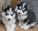Siberian Husky Puppies for sale in Savannah, GA, USA. price: $200