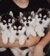 Siberian Husky Puppies for sale in Cokeville, WY 83114, USA. price: NA