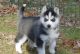 Siberian Husky Puppies for sale in Akeley, MN 56433, USA. price: NA