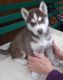 Siberian Husky Puppies for sale in Mission Rd, Kansas, USA. price: NA