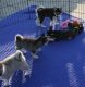 Siberian Husky Puppies for sale in Puerto Rico Ave, Alamogordo, NM 88310, USA. price: $300