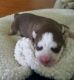 Siberian Husky Puppies for sale in Marshville, NC, USA. price: NA