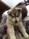 Siberian Husky Puppies for sale in California Automobile Museum, 2200 Front St, Sacramento, CA 95818, USA. price: NA
