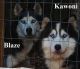 Siberian Husky Puppies for sale in Midland, MI, USA. price: NA