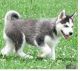 Siberian Husky Puppies for sale in Yaounde, Cameroon. price: NA