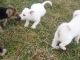 Siberian Husky Puppies for sale in United States of America, Douala, Cameroon. price: 300 XAF