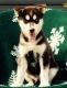 Siberian Husky Puppies for sale in Dundee, OH 44624, USA. price: NA