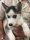 Siberian Husky Puppies for sale in Fontana, KS 66026, USA. price: NA