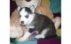 Siberian Husky Puppies for sale in North Las Vegas, NV, USA. price: NA