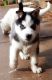 Siberian Husky Puppies for sale in United States of America, Douala, Cameroon. price: NA