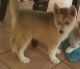 Siberian Husky Puppies for sale in Richardson, TX, USA. price: NA