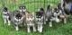 Siberian Husky Puppies for sale in Georgetown, TX, USA. price: $399