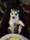 Siberian Husky Puppies for sale in N Illinois St, Indianapolis, IN, USA. price: NA