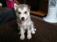 Siberian Husky Puppies for sale in Arnoldsburg, WV 25234, USA. price: NA