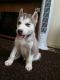 Siberian Husky Puppies for sale in Madison, TN 37115, USA. price: NA
