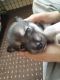 Siberian Husky Puppies for sale in Advance, MO 63730, USA. price: NA
