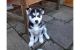 Siberian Husky Puppies for sale in Wyoming Blvd NE, Albuquerque, NM, USA. price: NA