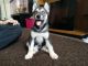 Siberian Husky Puppies for sale in 10008 Gulf Fwy, Houston, TX 77034, USA. price: NA
