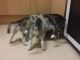 Siberian Husky Puppies for sale in Matawan, NJ 07747, USA. price: NA