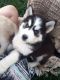 Siberian Husky Puppies for sale in Visalia, CA, USA. price: NA
