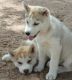 Siberian Husky Puppies for sale in Agua Dulce, CA 91390, USA. price: NA