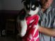 Siberian Husky Puppies for sale in Chicago Private, Ottawa, ON K2A 3G9, Canada. price: NA