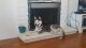 Siberian Husky Puppies for sale in Palmdale, CA 93550, USA. price: $300