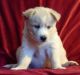 Siberian Husky Puppies for sale in USAA Blvd, San Antonio, TX, USA. price: NA