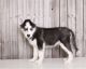 Siberian Husky Puppies for sale in Atlanta, GA 30301, USA. price: NA