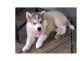 Siberian Husky Puppies for sale in Buffalo, NY 14201, USA. price: NA