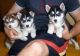 Siberian Husky Puppies for sale in Chicago, IL 60290, USA. price: NA