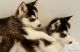 Siberian Husky Puppies for sale in Chicago Ave, Evanston, IL, USA. price: NA