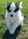 Siberian Husky Puppies for sale in Anchorville, MI 48023, USA. price: NA